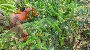 Culture du piment Cayenne. Voici l'un des piments les plus prisés sur le marché | Tami Jardin