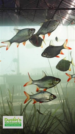 🐟 Tinfoil Barbs & Silver Dollars – The Salad Squad First up, the chrome rockets: Tinfoil Barb These fish get BIG. Like “hope you planned for this” big. Silver bodies, red-tipped fins, nonstop movement. They bring energy, flash, and serious presence to a large tank. School them up and let them rip. Now the shiny dinner plates: Silver Dollar Round. Reflective. Peaceful. And they graze like underwater cows. In a group, they look AMAZING cruising together — calm vibe, steady motion, tons of shimmer