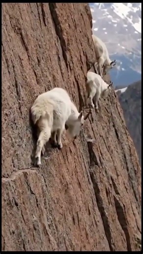 Mountain Goats | Conservation Frontlines