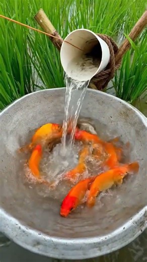 Village people fishing in muddy water #ruralfishing #handfishing #shorts #0095