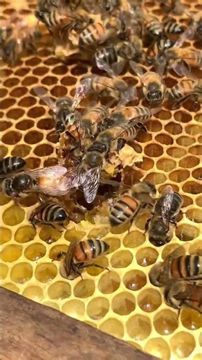 Choosing the Right Queen Cell 👑🐝 | Hive Management Tip