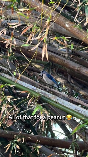 Blue Jays' Hilarious Bird Mimicry