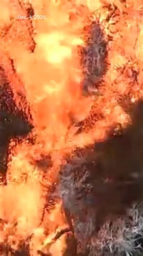 8.9K views · 29 reactions | The Chicago Fire Department demonstrated how quickly a Christmas tree can go up in flames. | ABC 7 Chicago | Facebook