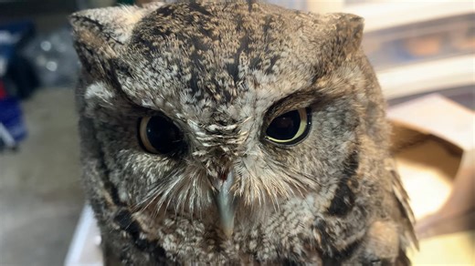 This is the grey Eastern screech owl who came in about six weeks ago with very serious head twitching, inability to focus, target, eat, but nothing broken. The neurologic symptoms have resolved, and her pupils do pin, her hearing is perfect, but, she (or he) to convince me that she doesn't have permanent ocular or brain damage. She's been out in a large flight bldg and inside in warm large crates where I can monitor her progress. She's flying very well but not targeting perches; aims for sunligh