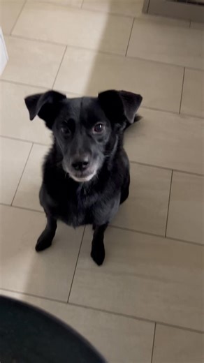 🎁🥳❤️Happy Birthday liebe Emma❤️🥳🎁 Heute wird unsere liebste, kleine Emmamaus 9 Jahre alt! Also so steht es zumindest in ihrem Pass....ob das sooo genau stimmt, weiss man halt nie bei Strassenhunden...aber wir feiern! Oder haben schon gefeiert... Vor 8 Jahren, ganz kurz vor Weihnachten kam dieses süsse schwarze Fellbündel direkt aus dem Tierheim in Kroatien zu uns🥰 und sie stelle unser Leben komplett auf den Kopf! Nie mehr möchten wir sie missen❤️ Für das Geburtstagshundekind gab es schon ei