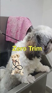 From Severely Matted Fur to a Cuddly Teddy Bear! 🧸 Zoey’s Ultimate Transformation ✨