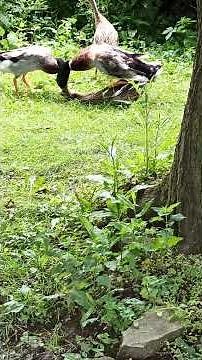Mallard / Ducks Mating | Animal Park
