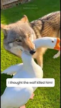 A Wild Wolf Is My Goose's Best Friend #wholesome #animals