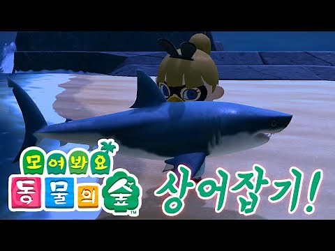 [모여봐요 동물의숲] 백상아리 고래상어 귀상어 개복치 등 다양한 상어 잡기