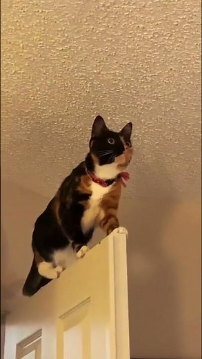 CAT JUMPS INTO CEILING FAN!