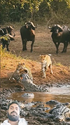 Leopard vs. Crocodile: The Ultimate Showdown