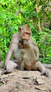 Mommy Button Accepted Nurse little Bean | Lovely Monkey
