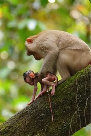 Incredible Rescue of Baby Monkey Falling from Tree