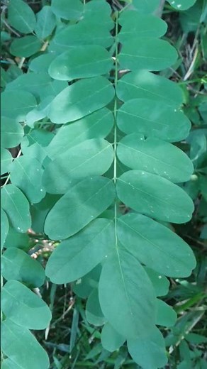 ハリエンジュ（針槐） ニセアカシア 1873年日本に渡来 （蜜源植物）