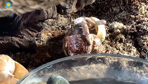 13K views · 432 reactions | 呂 Land hermit crabs can live to be 40 years old and grow to the size of a coconut. Go behind the scenes at Think Tank with primate keeper Erin Stromberg and intern Noah Goldfarb for an in-depth look at how they care for our crabs. ✏️STORY: s.si.edu/3FeN0zt. | Smithsonian’s National Zoo and Conservation Biology Institute | Facebook