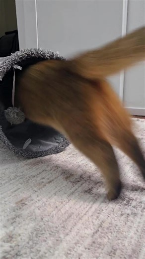 Never trust a quiet tunnel. #cat #curiouscat #catvideos #fyp #simba