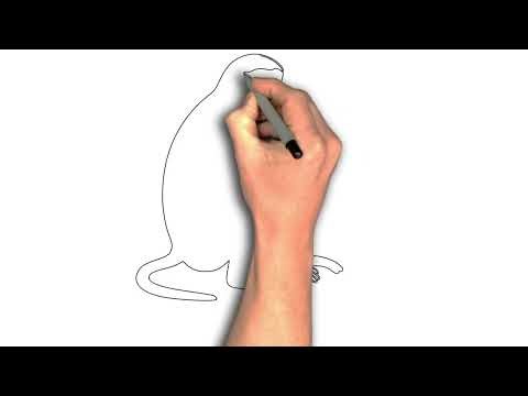 long nosed monkey drawing easy Long nosed monkey drawing easy | Simple Art
