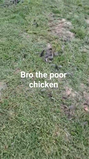 bro something ate the chicken