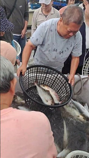 定置漁場搬運船進港民眾爭先搶漁獲畫面