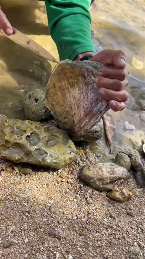 Opening a Giant Iridescent Oyster by the Shore! 🦪