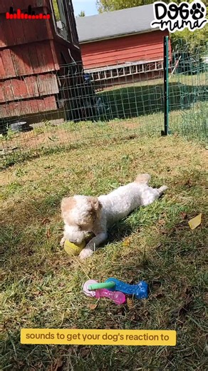 sound to get your dog's reaction to. #dogsoundsreaction #dogsoftiktok #dogmom