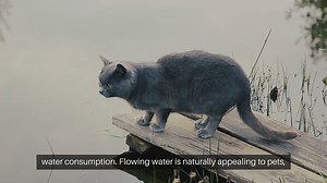 Pet Water Fountain Benefits