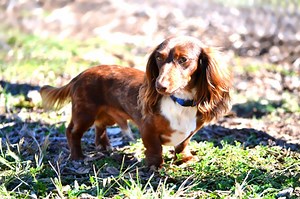 All About Dachshunds