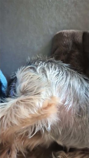 Yorkie puppies are the best! #yorkie