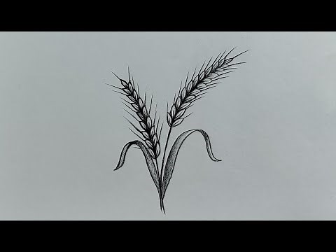 How to draw wheat 🌾 plant || Easy wheat plant drawing with pencil