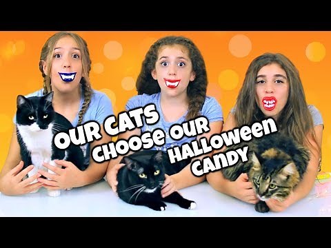 Don't Choose The Wrong Halloween Candy Challenge with Our Cats!