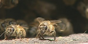 Bee expert with State of Alabama weighs in on aggressive bees