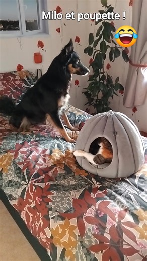 Les aventures de MODJO on Reels