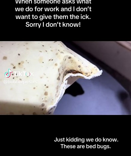 Identifying Bed Bugs: Key Signs and Safety Tips