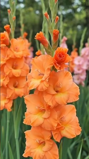 Why Gladiolus are the Kings of the Summer Garden ✨