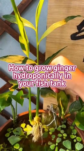 How to grow ginger hydroponically in your fish tank? #plantlover #gardentok #gardening101 #planting #gardening | Farmer CICI | Facebook