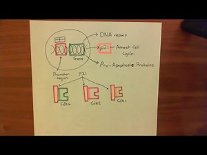 Introduction to p53 and the Response to DNA Damage Part 4