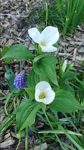 🌸 The Magic of Trilliums: Spring's Delicate Woodland Treasures