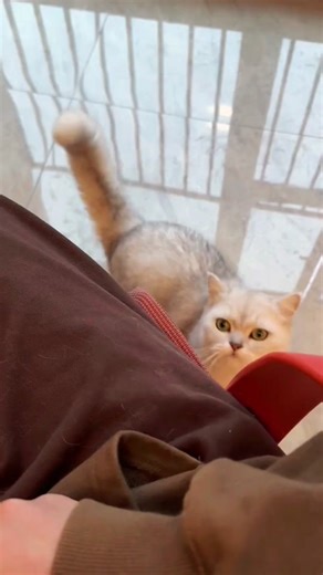 Meet the Cat Who Loves to Smoke Every Day!