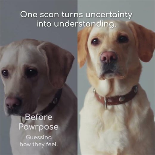 When Something Feels Off: Understanding Your Pet with Pawrpose AI #pawrpose #cat #dog