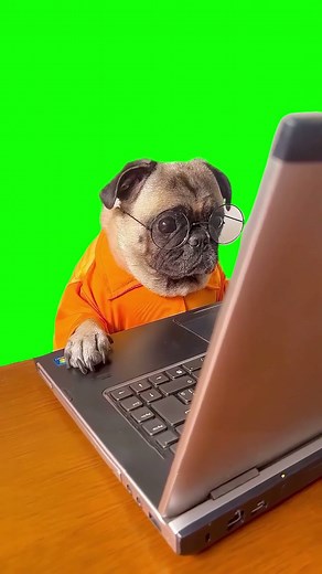 Dog Staring at Laptop meme - Green Screen