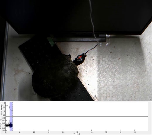 Turtles' brains shed light on evolutionary developments dating back hundreds of millions of years