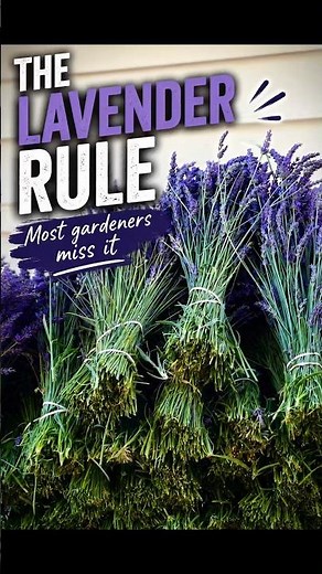 The Lavender Rule Most Gardeners Don't Know 🌿💜