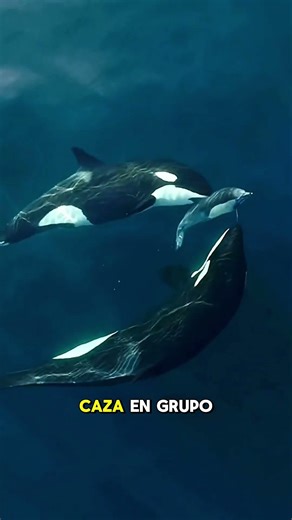 #vidasalvaje #animales #animals #orca