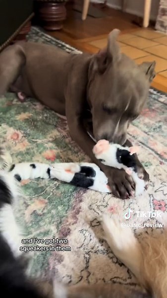 Are these adorable animal dog toys actually durable? We let our pups choose between the 5 different toys…and so far they haven’t been able to get to the squeakers. Normally, it’s really easy for them to shred and tear apart toys but so far these are holding up really well and they’re low-key possessive over whichever one their brother has 🐕🦮 ##dogtoys##dogtoy##dog##dogowner##dogsofttiktok