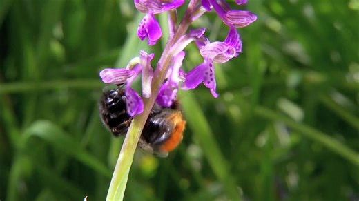 行为恶劣的植物