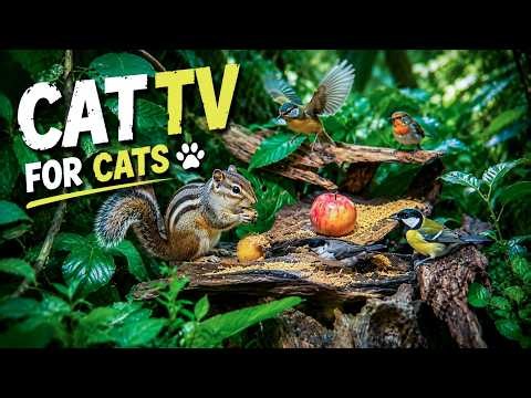 Cat TV for Cats to Watch 🦜 Forest Border Birds in a Calm Natural Landscape | 4K