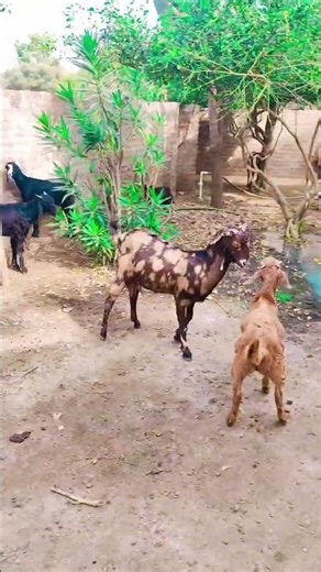 Welcome to our Goat Selling Business