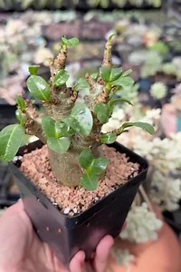 Rare Adenium Godzilla Caudex, Succulent for Your Collection - Etsy