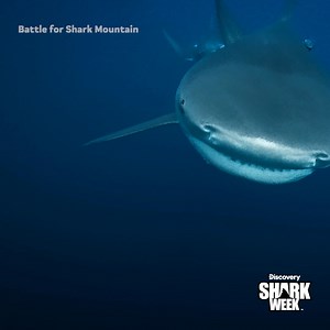 426K views · 5.1K reactions | A once-a-year feeding frenzy draws sharks to a hidden peak off Mozambique’s coast  See the hunt unfold on Battle for Shark Mountain — Saturday at 9p during #SharkWeek on Discovery! | Shark Week | Facebook