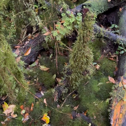 Francesco Munoz on Instagram: "Darwin's frog (Rhinoderma darwinii) 🍃🐸 As the name suggests, these tiny and endangered amphibians were discovered by British naturalist Charles Darwin on an expedition to Chile in 1841. This was the first target species of our Chilean tour. At just 2-3 cms in length, these are tiny masters of camouflage, and finding them between the leaf litter and mossy environment was certainly no joke 😅 but there you go, we found a couple of individuals w
